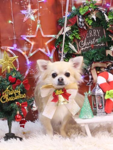 20231224とわくん